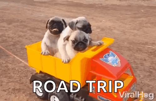 Three Pug Puppies Are Riding In A Toy Truck . GIF