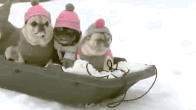 Three Pugs Riding Sled in Snow