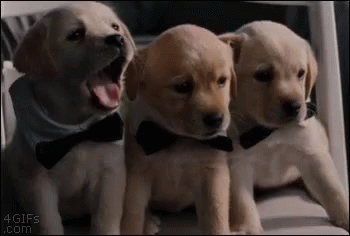 Three Puppy Yawning Cute Little Dogs GIF
