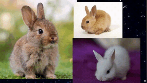 Three Rabbits Collage Purple Background