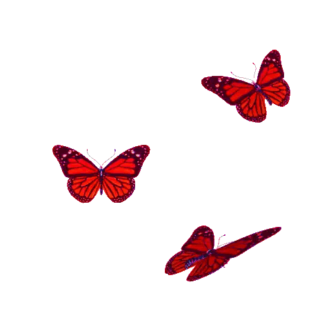 Three Red Butterflies Flying in a Circle