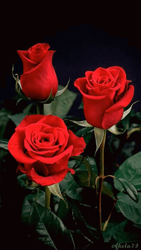 Three Red Roses On A Black Background With The Number 73 GIF