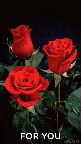 Three Red Roses On A Black Background With The Words For You Written Below Them GIF