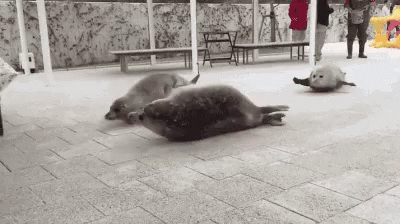 Three Seals Lying on Brick Floor in Zoo