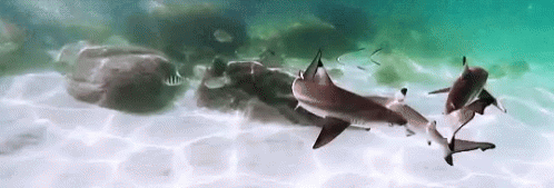 Three Sharks Swimming Near Rock GIF
