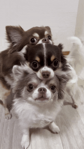 Three Small Dogs Are Stacked On Top Of Each Other On The Floor GIF