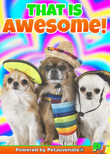 Three Small Dogs Wearing Sombrero Hats And Scarves On A Colorful Background That Says That Is Awesome Powered By Petjuve GIF