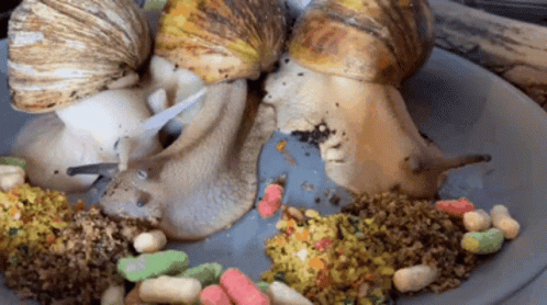 Three Snails Are On A Plate With Food GIF
