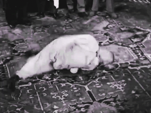 Three Stooges Curly Floor Spinning GIF