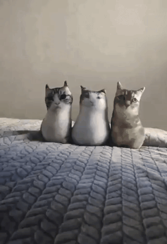 Three Stuffed Cats Are Sitting On A Bed With A Patterned Blanket GIF