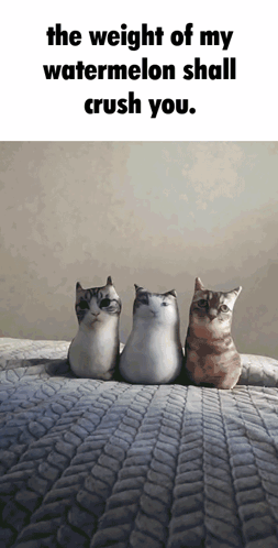 Three Stuffed Cats Are Sitting On A Bed With The Words " The Weight Of My Watermelon Shall Crush You " GIF
