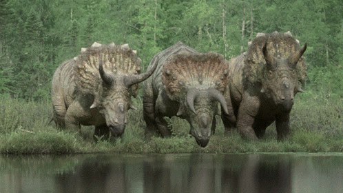 Three Triceratops Standing Near Water