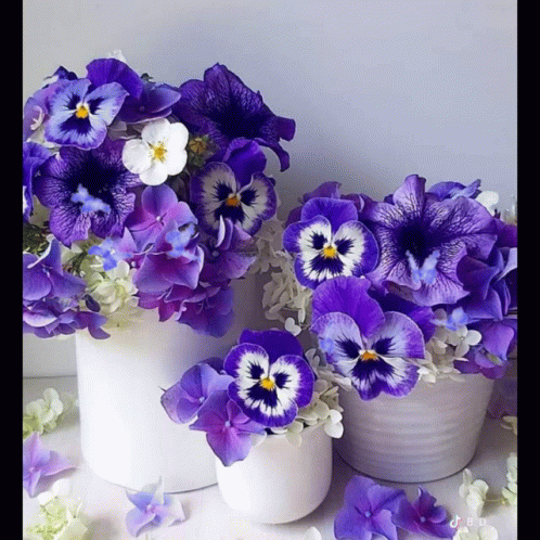 Three Vases of Purple and White Pansies