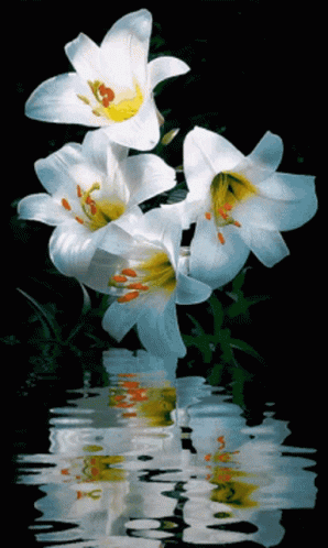 Three White Flowers Are Reflected In The Water GIF