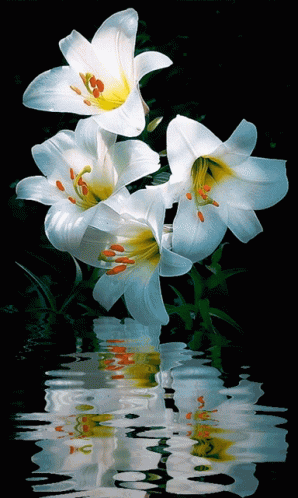 Three White Flowers Are Reflected In The Water GIF