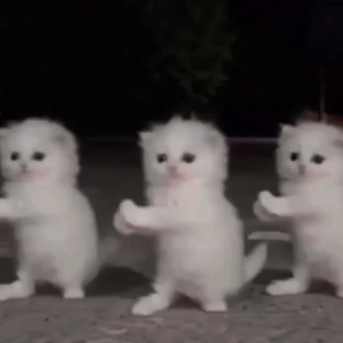 Three White Kittens Standing On Hind Legs GIF