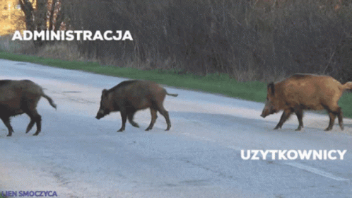 Three Wild Boars Are Walking Down A Road With The Words Administracja And Uzytkownice Written On The Bottom GIF