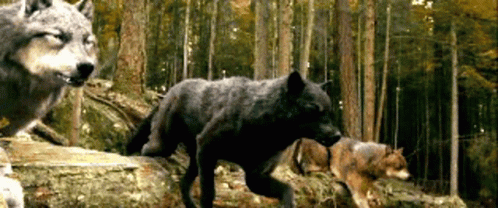 Three Wolves Running Through Forest