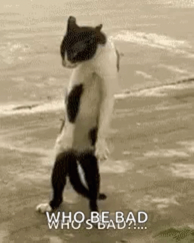 Thriller Dance Cat Cool Dance GIF