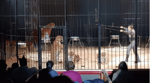 Thrilling Tiger Circus Performance GIF