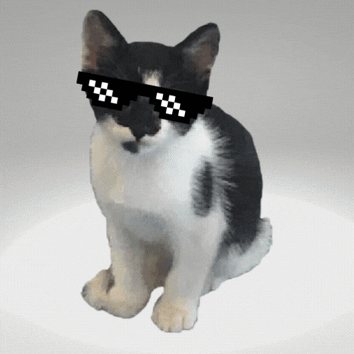 Thug Black And White Cat GIF