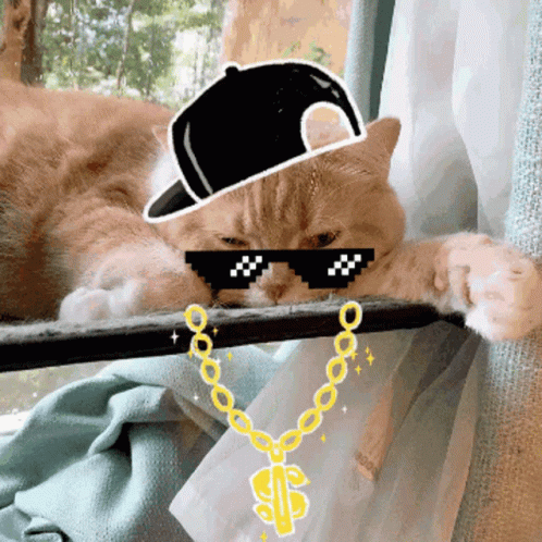 Thug Cat Hanging GIF