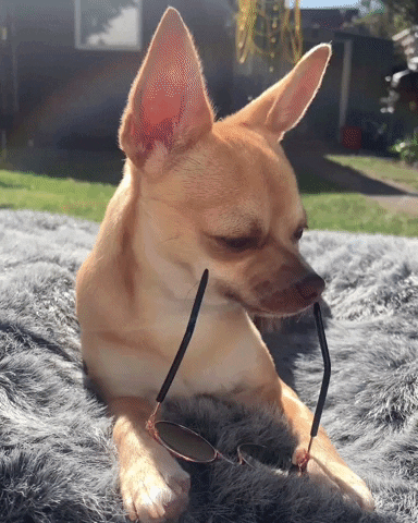 Thug Chihuahua Dog GIF