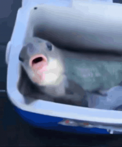 Thumb On Fish Mouth GIF