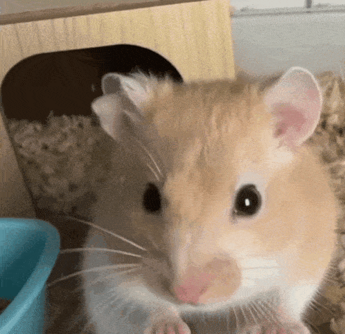 Thumbs Up Hamster Cute Gif GIF
