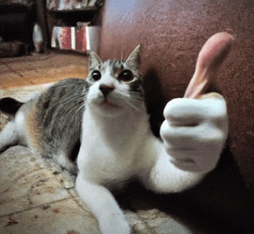 Thumbsup Meme GIF