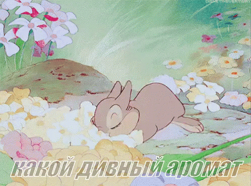 Thumper 498 X 368 Gif GIF