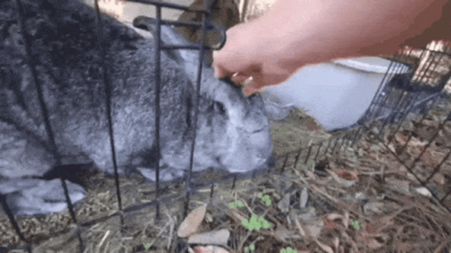 Thumper GIF