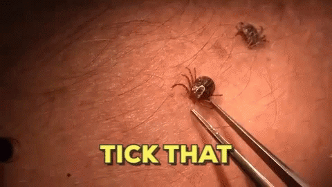 Tick Removed From Skin With Tweezers GIF
