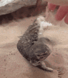 Tickle Belly Rub Lizard GIF