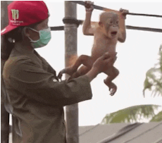 Tickle Happy Monkey Belly GIF