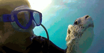 Tickle Puffer Underwater GIF