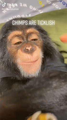 Tickled Chimpanzee Chimps Are Ticklish