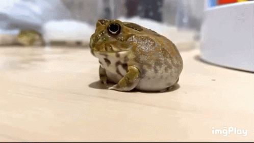 Tickling Annoyed Cute Frog GIF