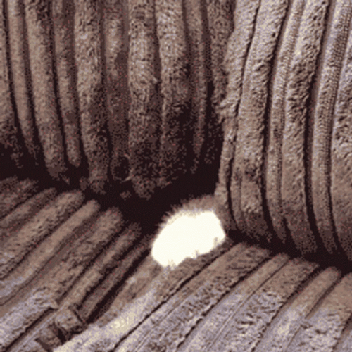 Tickling Safe Hiding Cute Cat GIF