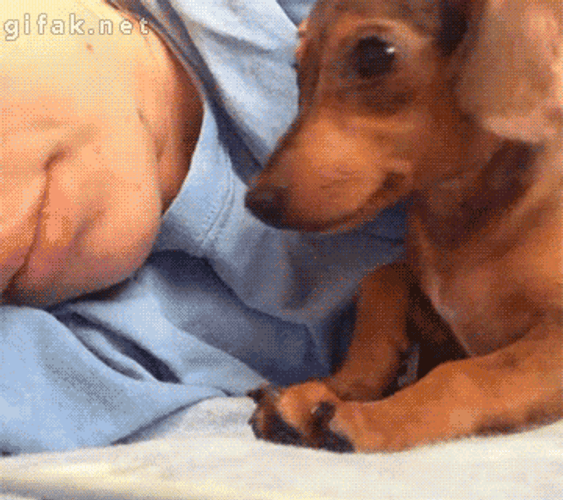 Tiernos Amor Besos GIF