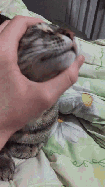 Tiftik Cat Gif GIF