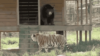 Tiger Bear Sweet Play GIF