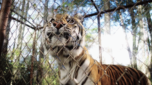 Tiger Behind Chain Link Fence Looking Out