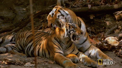 Tiger Couple Bath Lick GIF