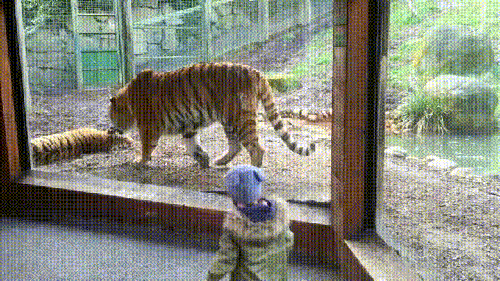 Tiger Couple Fighting Glass Wall GIF