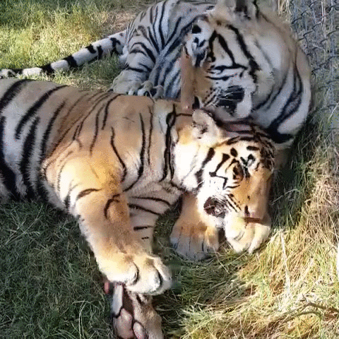 Tiger Couple Romantic Love GIF