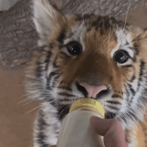 Tiger Cub Drinking from Baby Bottle