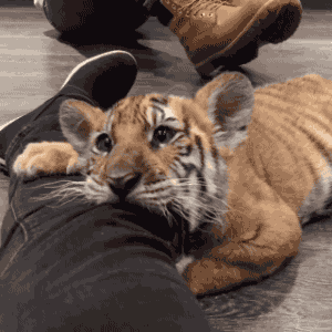 Tiger Cub On Leg Looking At Camera GIF