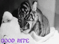 Tiger Cub Petting Stuffed Animal Good Nite