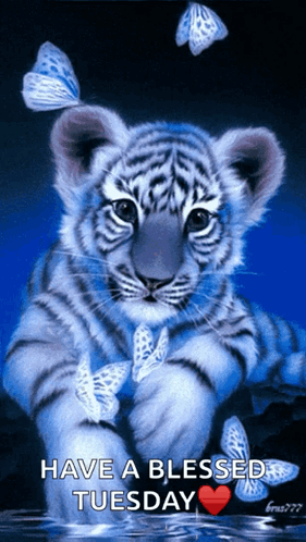 Tiger Cub With Butterflies Saying Have a Blessed Tuesday